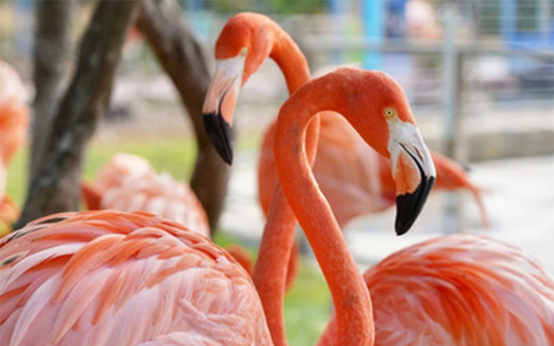 Flamingos